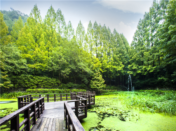 [집중모객]충청도 대전 당일여행 ＜지자제지원특가/장태산휴양림＞