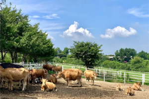[2인부터단독행사][서해금빛열차+예산관광택시] 충청도 예산 당일여행