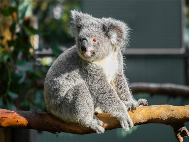 [4인_기준] [노쇼핑/노옵션] 시드니 세미패키지 시내4성급 아파트먼트 6일 (2일관광/자유일정보장/오크스시드니골즈브로스위트)