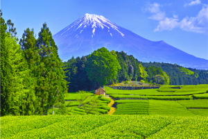 [메가세일][실속픽_하코네] 시즈오카/하코네/도쿄 4일(1일자유/1일대욕장/세미더블)