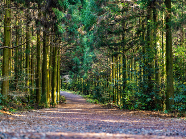 [섬속의힐링] 제주도 우도 3일 ＜노옵션/특식4회/곶자왈/사려니숲길/신신호텔＞
