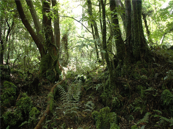[부산출발][모두단독] 제주도 가족추천 3일 ＜노팁/노옵션/981파크/테마파크/4명부터출발확정＞